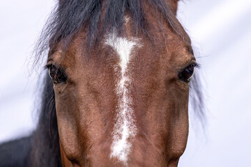 Head portrait of a bay brown arab gelding horse isolated on white background