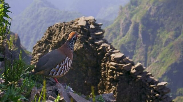 Red-legged partridge -Alectoris rufa gamebird in the pheasant family Phasianidae of the order Galliformes, gallinaceous birds, standing on the top of the hill in Madeira mountains and watching down.