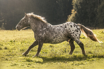 A noriker coldblood horse with leopard coat colour running on a pasture in late summer outdoors