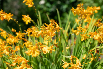 Close up of harlequin montbretia flowers in bloom