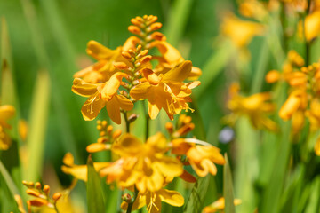 Fototapeta premium Close up of harlequin montbretia flowers in bloom
