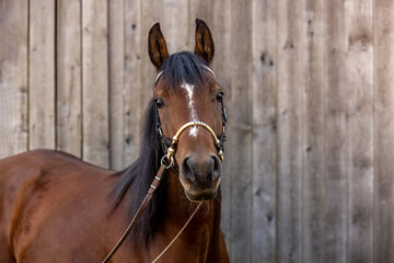 Head portrait of a bridled bay brown arab gelding horse in front of a wooden background