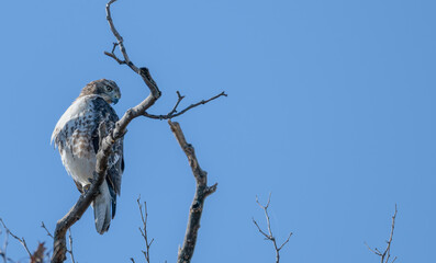 Closeup of a red-tailed hawk perched in a dead tree.