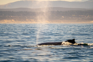 Obraz premium Humpback whales in the Pacific Ocean