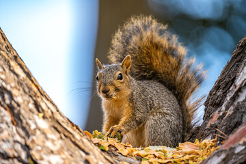 Eastern Fox Squirrel (Sciurus niger) sitting on a tree.  
