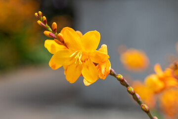 Columbus montbretia (crocosmia x crocosmiiflora) flowers