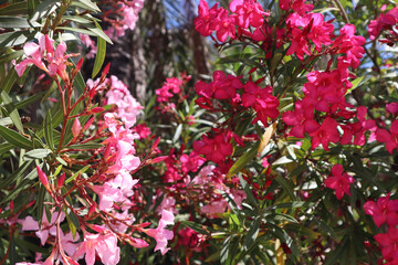 Blooming oleander bushes with bright pink and red flowers on a sunny summer day