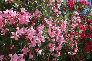 Bright red and pink oleander flowers, close-up