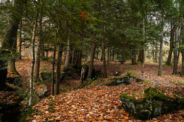 Little Rock City, a landmark of geologic interest located in Rock City State Forest in New York.