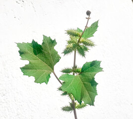 Rough cocklebur (xanthium strumarium) plant isolated on white background 