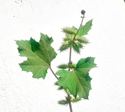 Rough cocklebur (xanthium strumarium) plant isolated on white background 