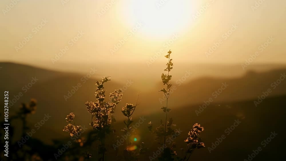 Poster watching wildflowers gently sway in the foreground as the sun sets over rolling hills, creating a dr