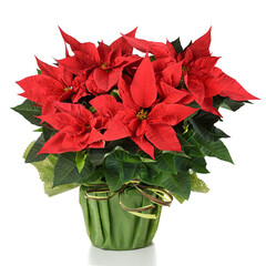 Red poinsettia plant in vase