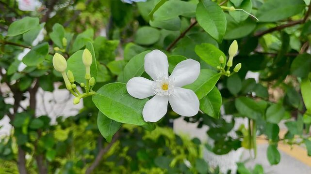 Wrightia antidysenterica, also known as coral swirl or tellicherry bark, is a flowering shrub native to Sri Lanka that blooms all year.