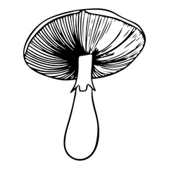 Forest mushroom illustration. A detailed doodle-style illustration of forest mushrooms with playful, hand-drawn lines and organic shapes