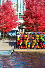 Colourful canoes on a lake dock with red maple trees