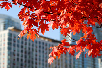 Zoom close up of red maple leaves in autumn