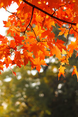 Orange red maple tree with sun coming through leaves