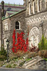 Red vines growing up gothic revival building in autumn