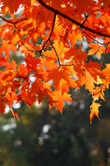Orange red maple tree with sun coming through leaves