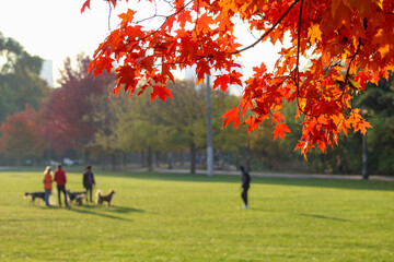 City park with orange red autumn maple tree in fall with dogs and people in park
