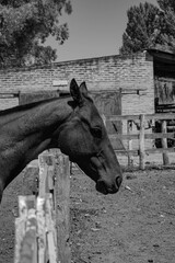 Caballo