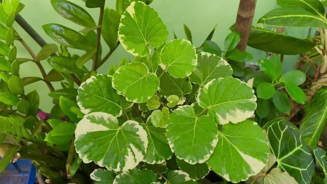 Fresh green leaves of Polyscias Balfouriana or Variegalated Balfour Aralia (Polyscias Balfouriana) are growing in the tropical garden