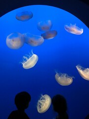 jellyfish in blue water © Carter