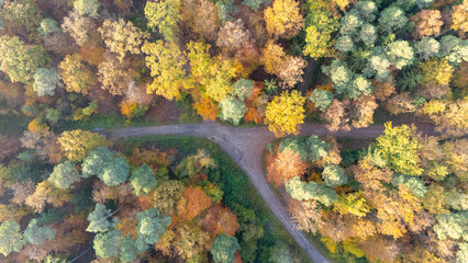 Flight over forest in fall