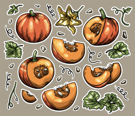 Botanical Sticker Set for Scrapbooking of pumpkin, leaves, flowers and seeds in vector hand drawn style, detailed autumn harvest halloween illustration. Vector stock illustartion