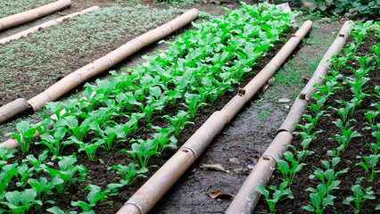 Rows of Green Vegetables Growing in a Garden Bed Lined with Bamboo