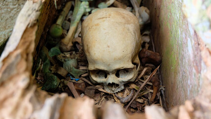 A close-up of a skull, showing detail, surrounded by bones and other debris, with wood framing the image.