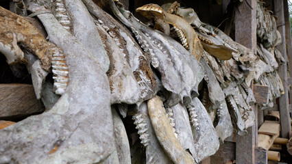 Close-up of a stack of animal skulls with visible teeth