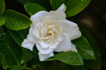 single white rose