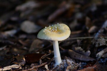 mushroom in the forest