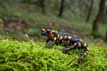 Fire salamander in Spain, pregnant female, Europe, Salamandra salamandra