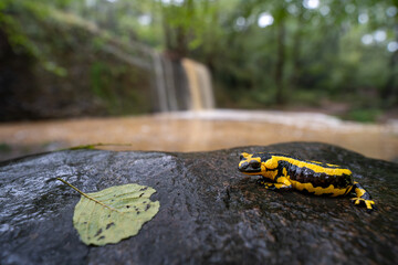 Fire salamander in Spain, Europe, Salamandra salamandra