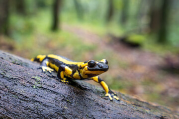 Fire salamander in Spain, Europe, Salamandra salamandra