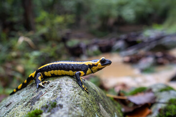 Fire salamander in Spain, Europe, Salamandra salamandra