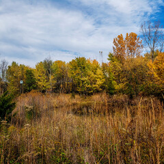 Fototapeta premium Bio Reserve Pond in Autumn, The Wilma H. Schiermeier Olentangy River Wetland Research Park, Columbus, Ohio