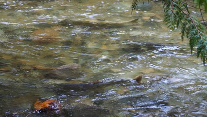 salmon return salmon migration salmon run