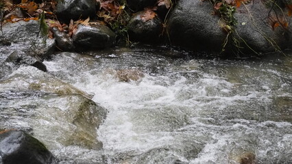 Obraz premium salmon return salmon migration salmon run