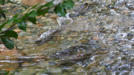 salmon return salmon migration salmon run