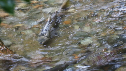 salmon return salmon migration salmon run