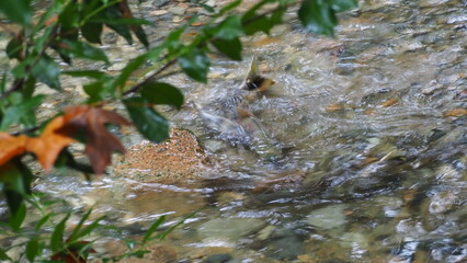 salmon return salmon migration salmon run