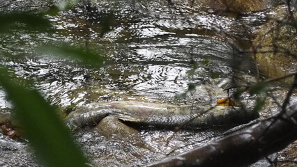 salmon return salmon migration salmon run