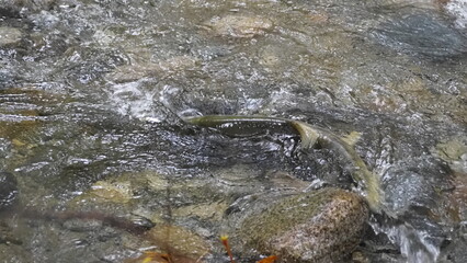 salmon return salmon migration salmon run