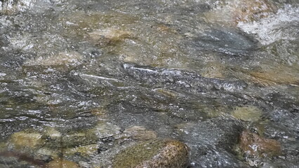 salmon return salmon migration salmon run