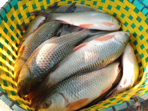 Rohu Carp Fishes in a basket. Bangladeshi fish in a market. Scientific name is "Labeo rohita".