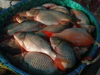 Common carp fishes in basket. Cyprinus carpio fishes. Karfu fish in Bangladesh. 